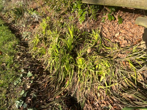 red hot pokers recovering from -10 C, kniphofia, torch lily, tritoma, poker plant, garden Victoria, Vancouver Island, BC, Pacific Northwest