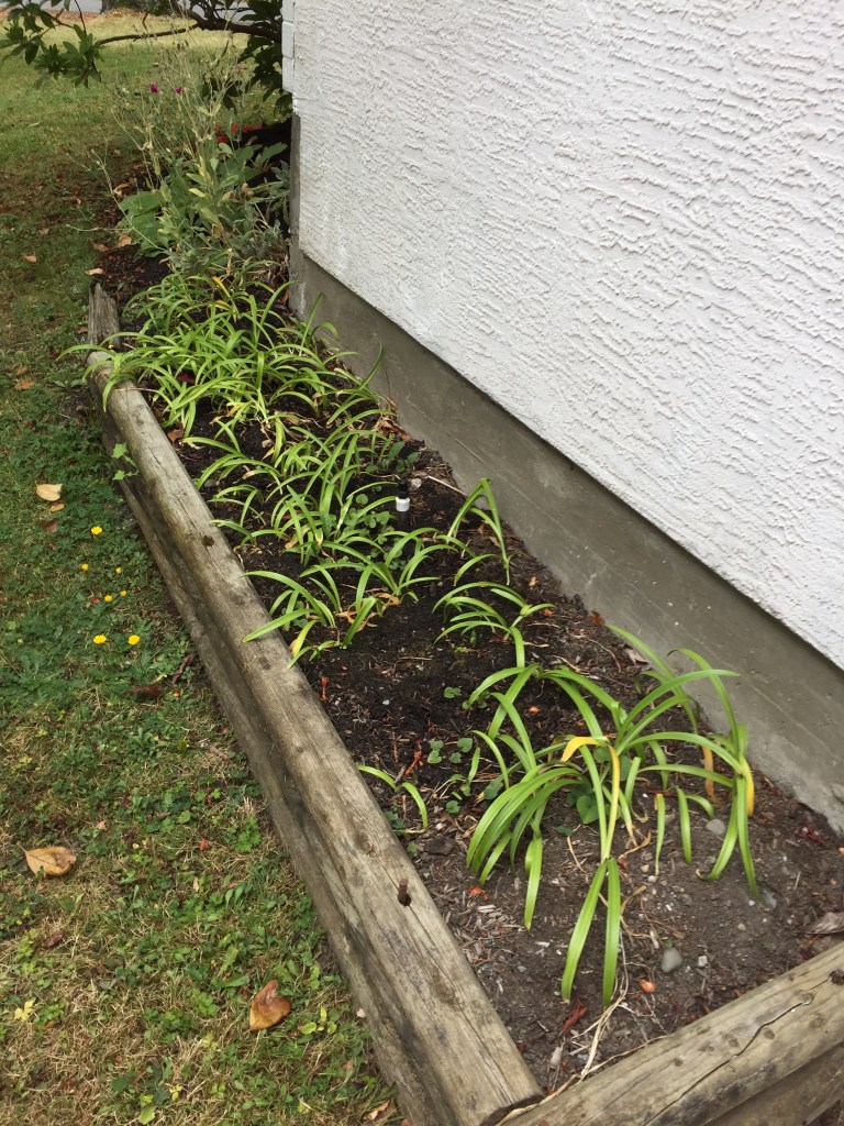 Nerine Lily, Cornish Lily, Cape Flower, Guernsey lily Bowden lily, spider lily, Nerine bowdenii, garden Victoria, Vancouver Island, BC, Pacific Northwest