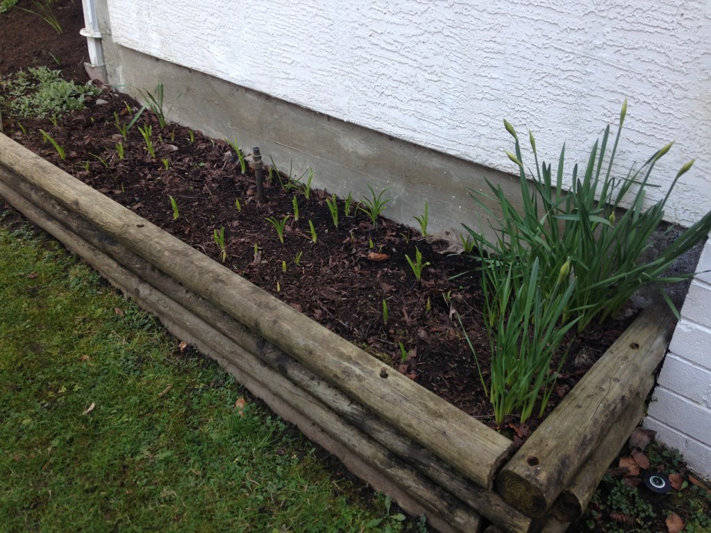 Nerine Lily, Cornish Lily, Cape Flower, Guernsey lily Bowden lily, spider lily, Nerine bowdenii, garden Victoria, Vancouver Island, BC, Pacific Northwest