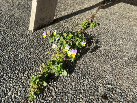 violets, pansy, viola tricolor, wild pansy, johnny jump up, heartsease, heart's delight, love in idleness, come and cuddle me, tickle my fancy, garden Victoria, Vancouver Island, BC, Pacific Northwest