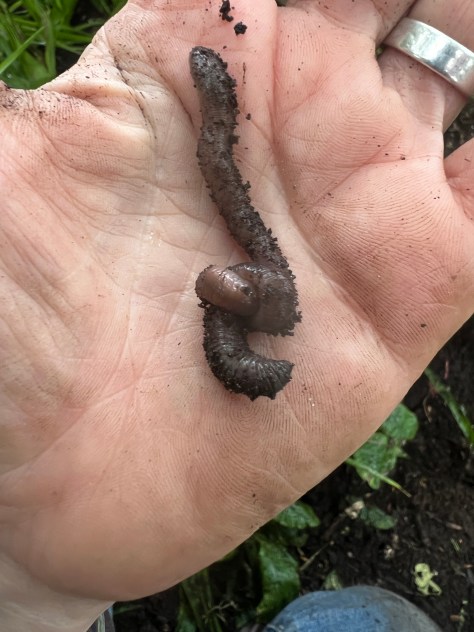worm in a knot