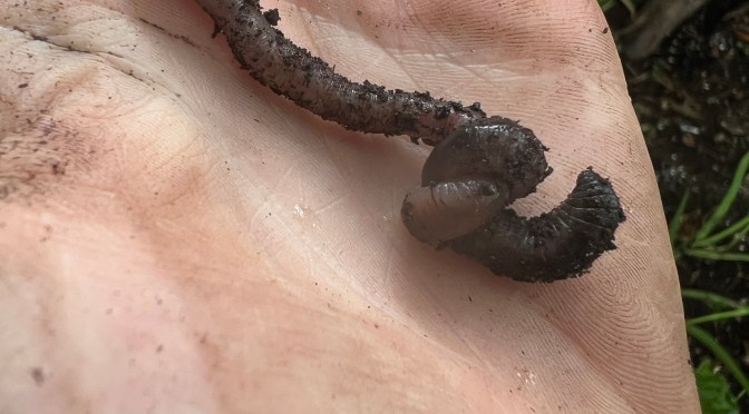 Garden Mystery: A Worm In A Knot