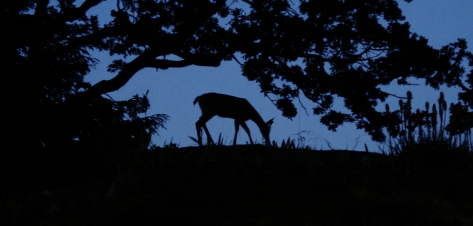 urban black tailed deer, garden Victoria, Vancouver Island, BC, Pacific Northwest